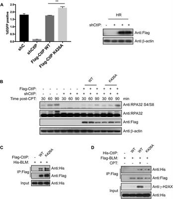 PLK1-mediated phosphorylation of PPIL2 regulates HR via CtIP